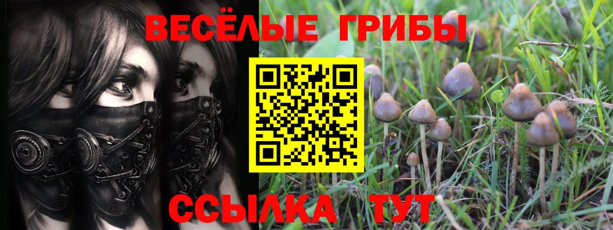 Галлюциногенные грибы Cubensis Чебоксары